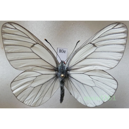 Aporia crataegi (Linnaeus, 1758) male Niestrzęp głogowiec Poland80e